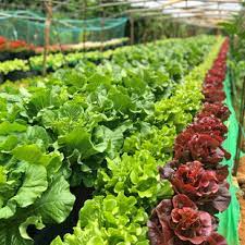 20世纪绿色革命如何推动全球水稻种植技术革新